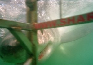 Photo of the day - Peek-a-boo!